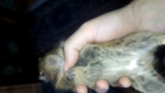 Degu likes belly rub смотреть онлайн