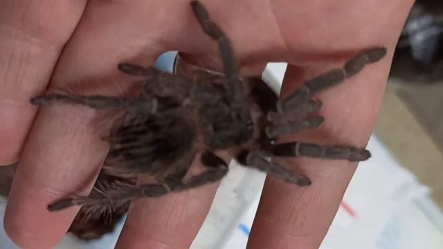 В продаже подросший паук-птицеед ласиодора парахибана. / Lasiodora Parahybana.