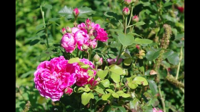 Лето, цветы в деревне. Зеркалка. смотреть онлайн