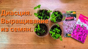 Диасция. Выращивание рассады Диасции из семян.