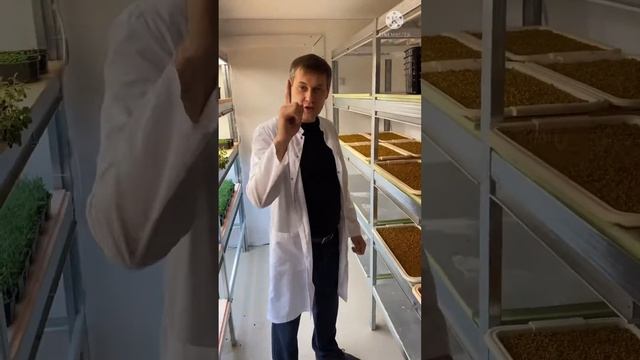 Витграсс сок ростков пшеницы