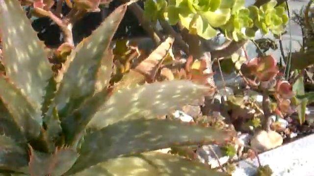 gran jardinera con variedad de plantas suculentas смотреть онлайн