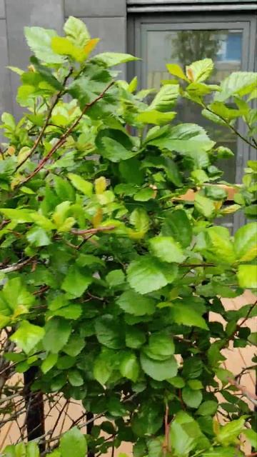 Терраса, закрытая деревьями даже со стороны двора, застройщик Брусника смотреть онлайн