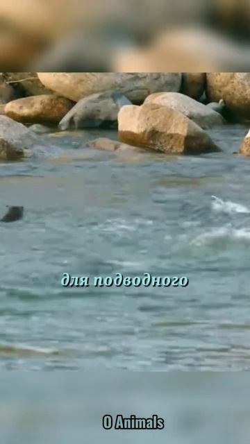 Малыша выдры унесло течением😱😔#животные #animals #нарезки #рек #природа #shorts смотреть онлайн