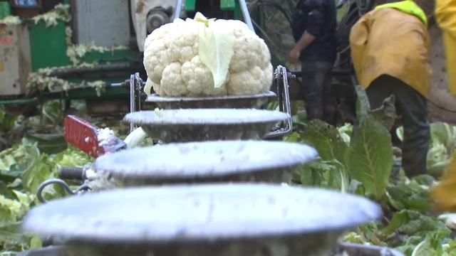 Picard : Les Secrets Des Rois Du Surgelé