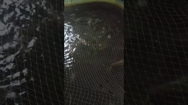 вечно голодные. клариевый сом смотреть онлайн