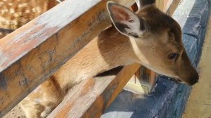 Хуньчунь  часть 3.  Парк Динозавров и аквапарк, Китай, Янцзы