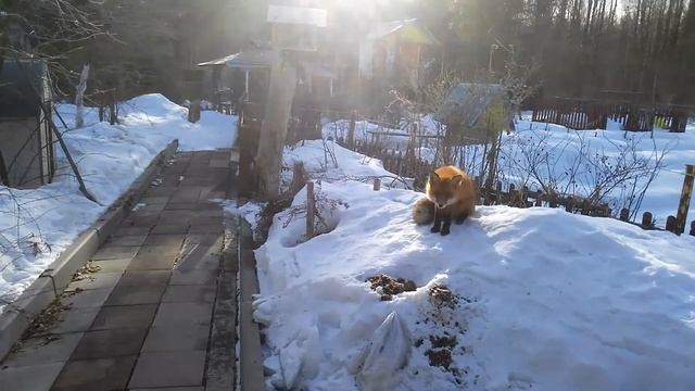 Мартовский лисёнок. Потягивается, зевает, отдыхает. смотреть онлайн