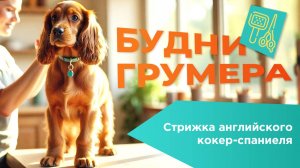 Будни грумера：Стрижка английского кокер-спаниеля
