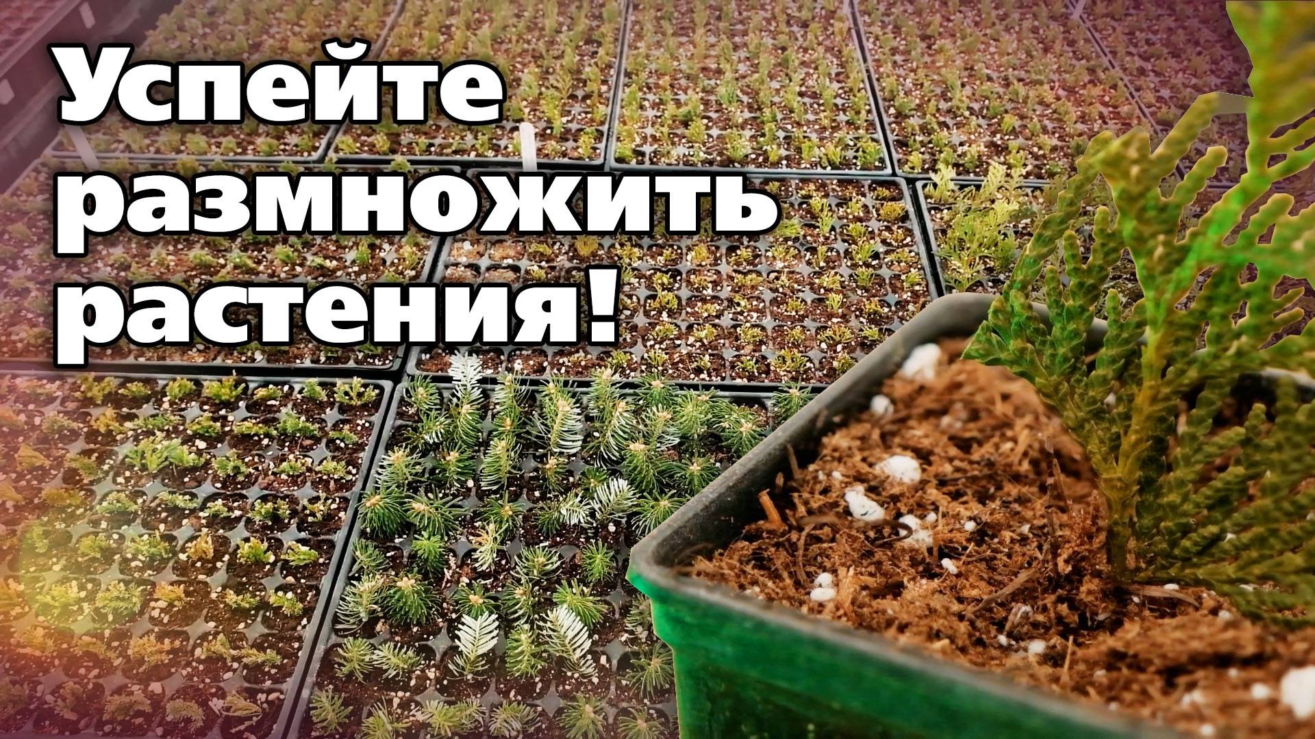 Черенкование декоративных культур. Можно получить множество бесплатных растений смотреть онлайн