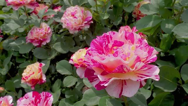 САДЫ ЯПОНИИ САД СОКРОВИЩ ТОБУ Tobu Treasure Garden один из самых красивых японских садов смотреть онлайн