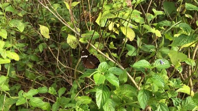 リュウキュウムラサキ / Hypolimnas bolina 2018/03/25 Poring Hot Spring, Butterfly of Malaysia смотреть онлайн