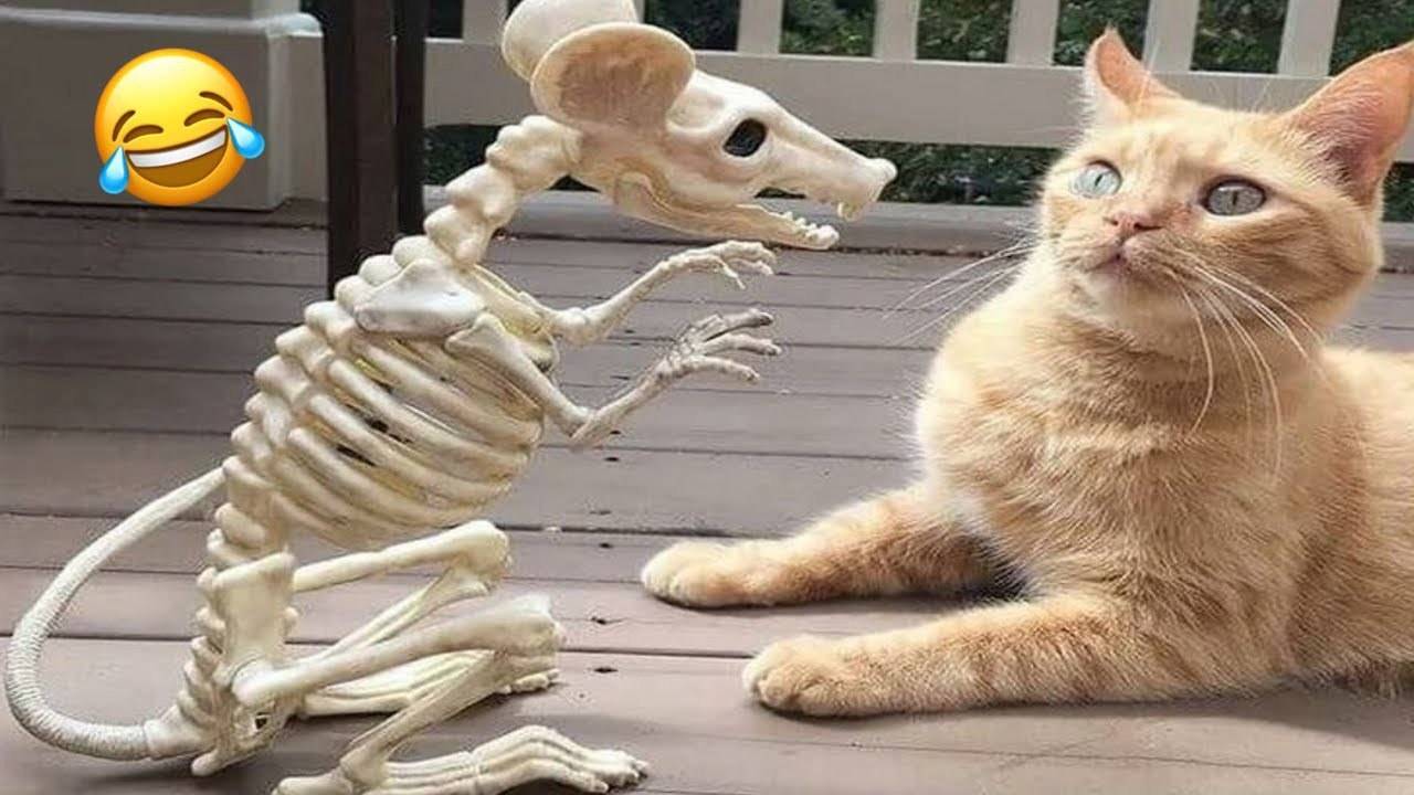 Смешные Коты🤣 Лучшие Приколы с Котами🤣, КОШКИ,❤️ ЖИВОТНЫЕ, ❤️СМЕШНОЕ ВИДЕО о Животных! смотреть онлайн