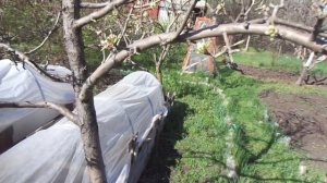 Обрезка волчков на груше? Болванов не слушай.