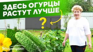 Где посадить огурцы для богатого урожая? / Ученицы Strogoorganic