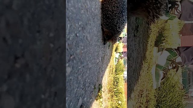 нашли ежа соника😎 смотреть онлайн