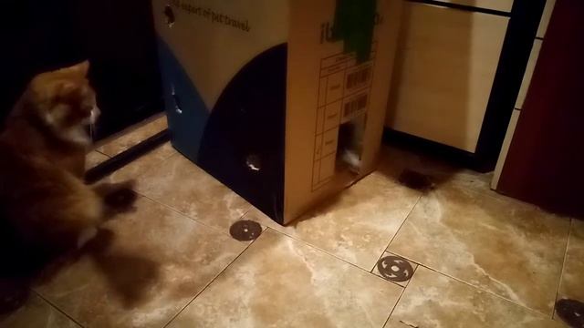 Лучший замок для котов). смотреть онлайн