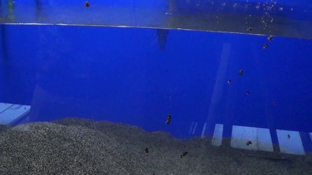 BIG DECISIONS IN THE CICHLID HATCHERY - FSXM S02E01 смотреть онлайн