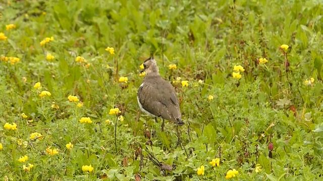 ЧИБИС.. ( lapwing) смотреть онлайн