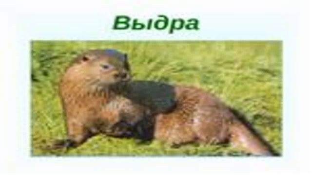 3D Film - The otter (Lutra lutra) смотреть онлайн