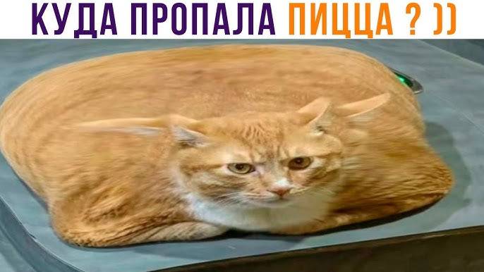 Я РЖАЛ ПОЛЧАСА🐈ПРИКОЛЫ С КОТАМИ И ДРУГИМИ ЖИВОТНЫМИ🐕СМЕШНЫЕ КОШКИ И СОБАКИ смотреть онлайн