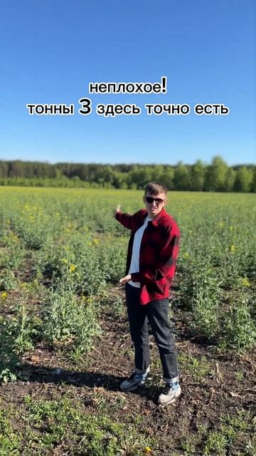 ОГО! Озимый РАПС в Мордовии? смотреть онлайн