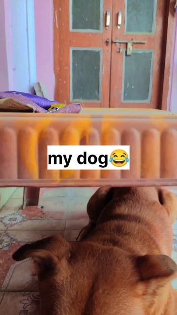 Other Dogs vs my dog Tojo #trending #comedy #funny #comedyshorts #shortvideo смотреть онлайн