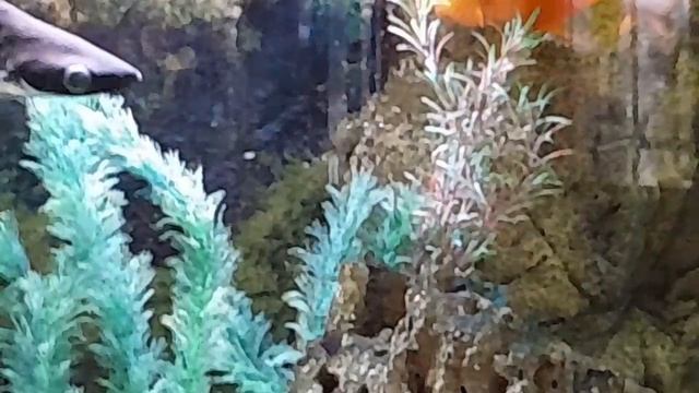 Остановись мгновение, ты- прекрасно