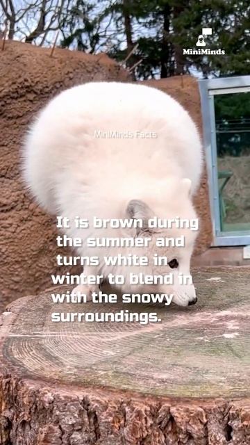 arctic fox #facts #viral #amazingfacts #shorts #minimindsfacts смотреть онлайн