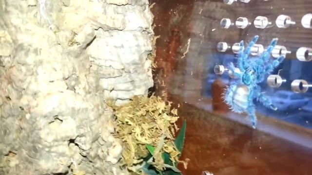 Avicularia versicolor смотреть онлайн