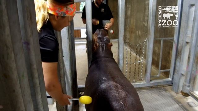 Fiona the Hippo Training to Give Blood (Fiona Show S3 Ep1) - Cincinnati Zoo смотреть онлайн