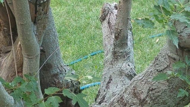 Giant Ichneumon Wasp Attack on Backyard смотреть онлайн