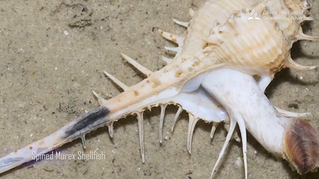 TRAVELING HEAVENWARD, Bible Study Series | Episode 3 "Ang Aklat na Aking Mapagkakatiwalaan" part 3 смотреть онлайн