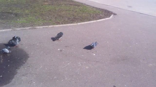 ФУТАЖИ застаки смотреть онлайн