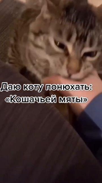 Кошачья мята и кот 😆 #котики смотреть онлайн