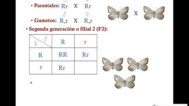 Clase de Biología - Ejercicio segunda ley de Mendel · 1103 смотреть онлайн