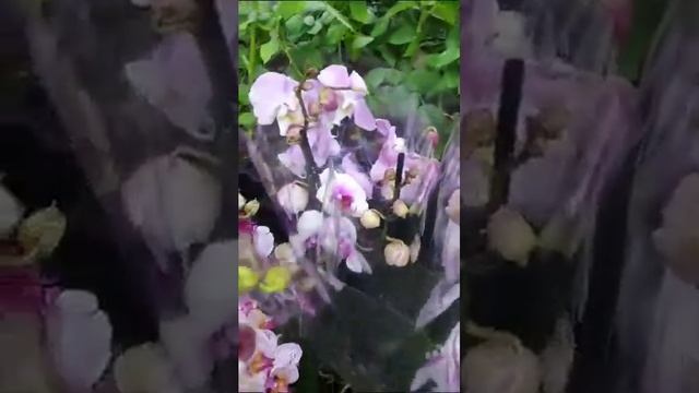 Новое поступление комнатных растений 🪴 14 июня смотреть онлайн