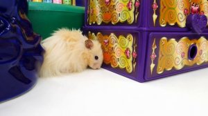 Подружка превратилась в хомяка! Куклы Беби Бон в видео для детей Как Мама