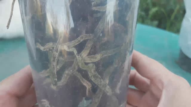 РАЗОЧАРОВАНИЕ. ОРХИДЕЯ из ПОСЫЛКИ. ОЖИДАНИЕ И РЕАЛЬНОСТЬ #фаленопсис #орхидея #посылка #корни #гниль смотреть онлайн