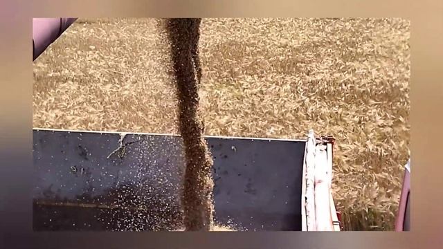 Первый день уборки в КСУП "Мисевичи" смотреть онлайн