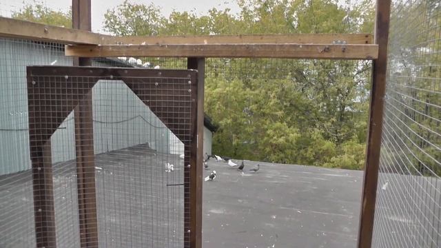 Потерял голубей (залёт) смотреть онлайн