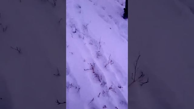 Нашли замершую крысу! смотреть онлайн
