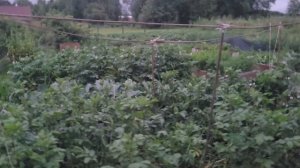 Зачем подвязать ботву у картофеля?