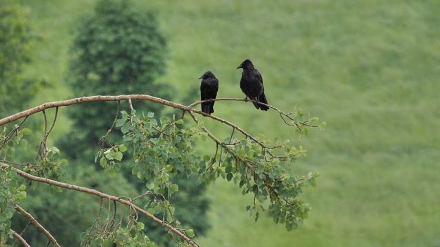 footage of a bird on a branch / футаж птицы на ветке смотреть онлайн