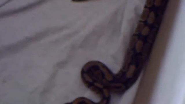 small nice python getin a mouse for lunch смотреть онлайн