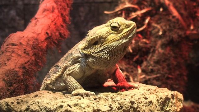 «Живые видео обои»907653099 смотреть онлайн