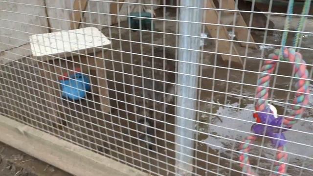 Любопытный и энергичный Енот полоскун смотреть онлайн