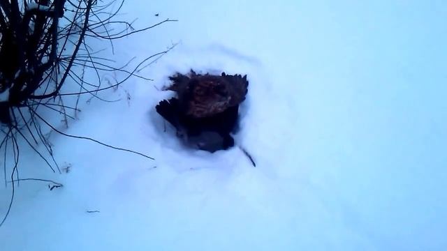 Ястреб-тетеревятник.. напуск на ворону. смотреть онлайн