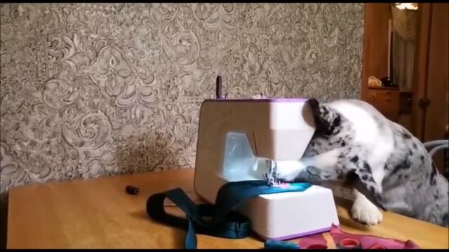 Наши Аля и Патрисия поздравляют всех защитников с 23 февраля. смотреть онлайн