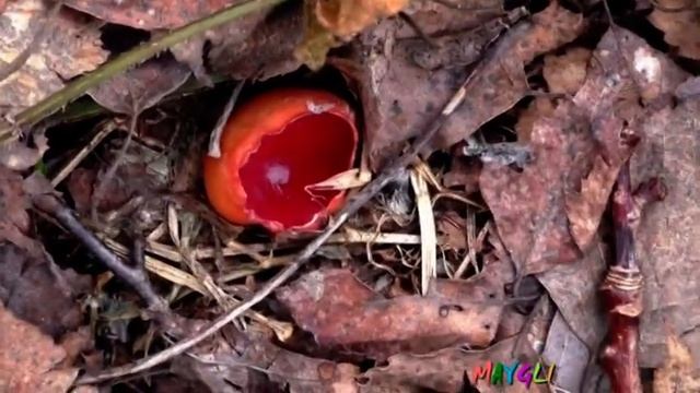Наступило 1 Мая Попытка найти Сморчковую Шапочку в лесу смотреть онлайн
